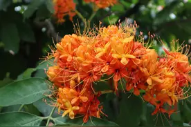 广州正值“无忧花”盛开，橙色瀑布已成海，美得让人动弹不得！图片