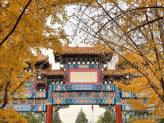 北京秋日Citywalk全攻略｜本周银杏黄金路线追秋指南