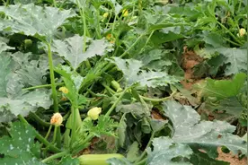 “瓠”字不读kuā，也不是guā，那到底咋读？99%人吃过“瓠瓜”图片