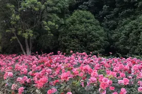 阜阳已有4人被抓！紧急提醒：路边的月季，你可千万别下手！图片