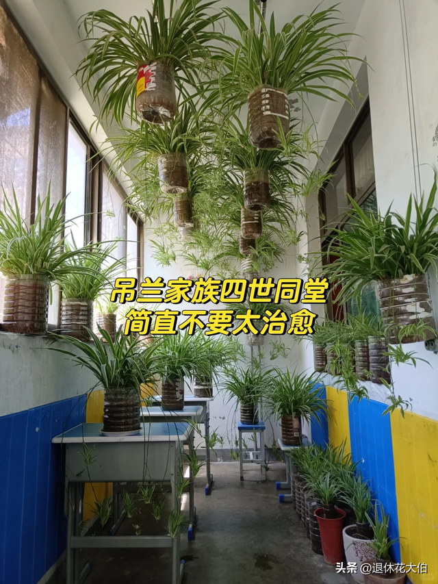 山东女子晒“老公的吊兰”，50盆崽一母同胞，网友：抠到极致了