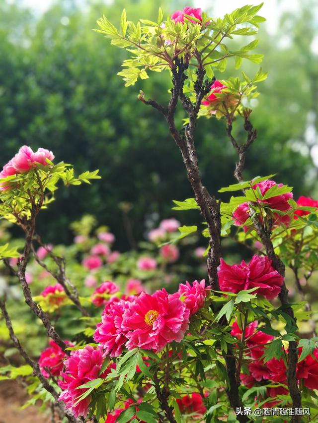 身为洛阳人，年年去牡丹园看花