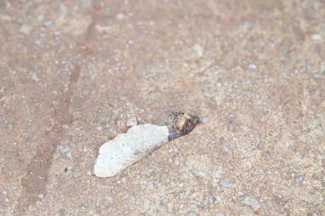 秋天不这样玩一遭，白来人间一整年