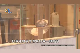 打工？弃养？但终究，“广志”失去了“美伢”......图片