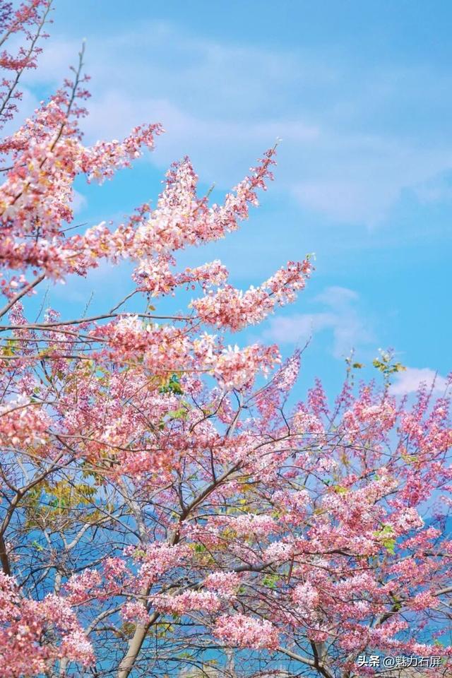 石屏异龙湖神黄豆花初开，盛花期将至→