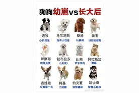 狗狗幼崽VS长大后图片