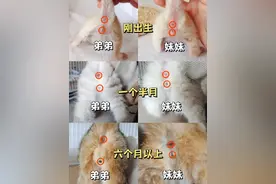 小猫怎么分辨公母？公猫和母猫的区别，5秒看穿性别的小技巧！图片