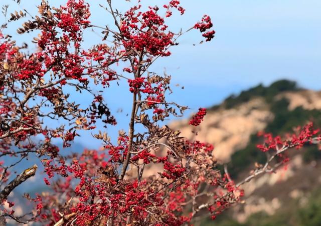 “岱”您观岳丨云萦峰，楸点红