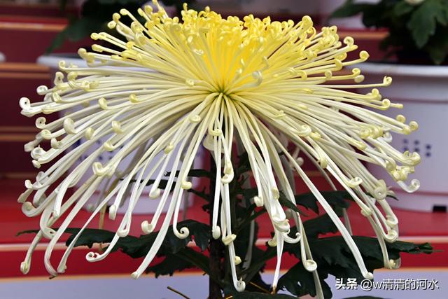 菊花是秋天里绝美的画卷