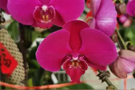 "经营幸福家庭：与婆家相处的智慧与技巧"图片