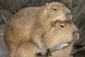 卡皮巴拉水豚表情包图片