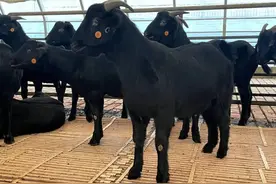 通过！成都这只“羊”保种选育成果再获国家级认可图片