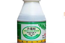 葡萄无籽是“避孕药”？手把手教你用好赤霉素，看完少走三年弯路图片