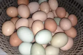 "高蛋白"食物排行榜，鸡蛋倒数第1，鸡肉排第5，建议了解！图片