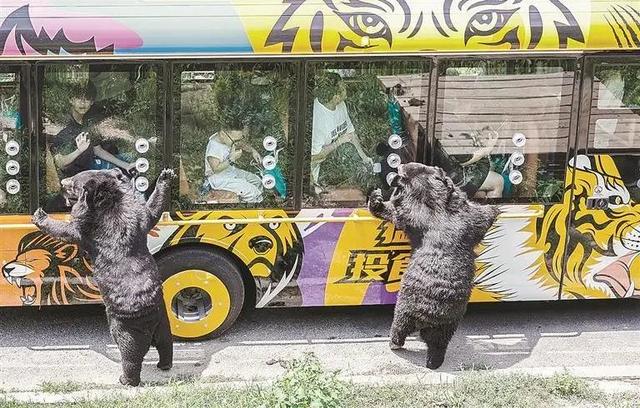 解锁大连“全龄友好型动物园”的隐藏玩法