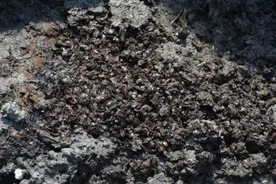 余姚一遗址发现大量橡子果实，7000年前河姆渡遗址也出土了成堆橡子！图片