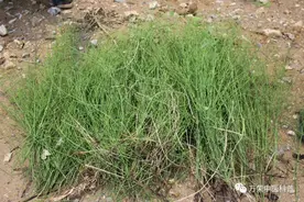 节节草（中药名字：笔筒草）图片