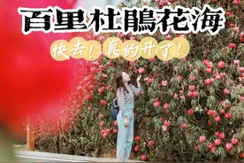 春日宠粉丨百里杜鹃花开成海，美哭了！图片