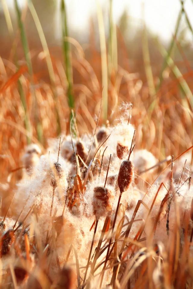 北疆文化 遇鉴赛罕 | 秋色漫卷赛罕:快将秋日打包,赶赴一场赛罕秋约!