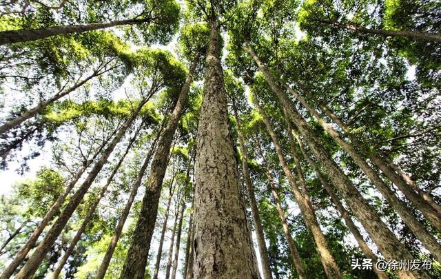 徐州“灯牌”已到位！欢迎来过年！
