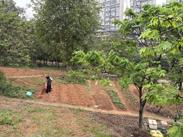 五象湖「最强景观」火了，公告成了废纸