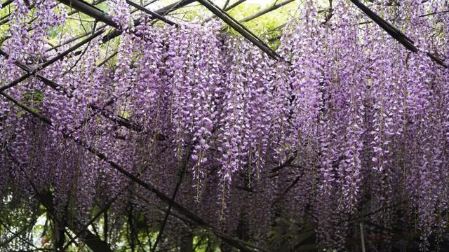 【禄劝文旅推介】转龙镇：平安福紫藤进入最美赏花期，紫色花瀑等你来打卡