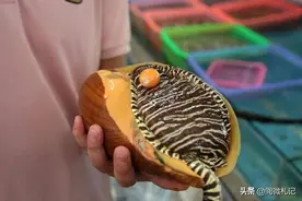 福建男子花200元买的黄螺，内藏龙珠卖2200万，至今无法人工养殖图片