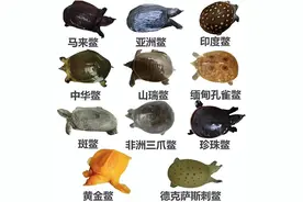 我国现存十大名鳖，你小时候都见过吗？图片