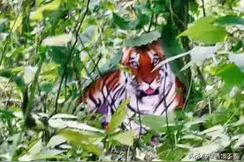 还有人记得当年的正龙拍虎吗？图片