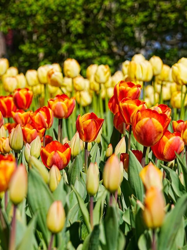 北京的春天，花开北京