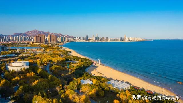 “暂停”秋天,西海岸这8条道路落叶缓扫!