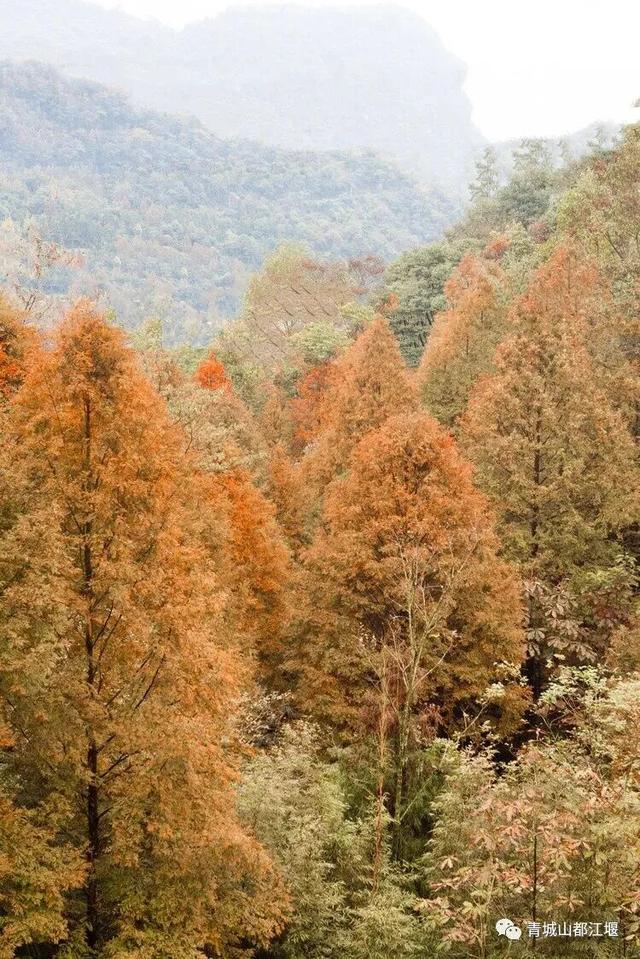 美疯！我就说初冬的都江堰有真东西！