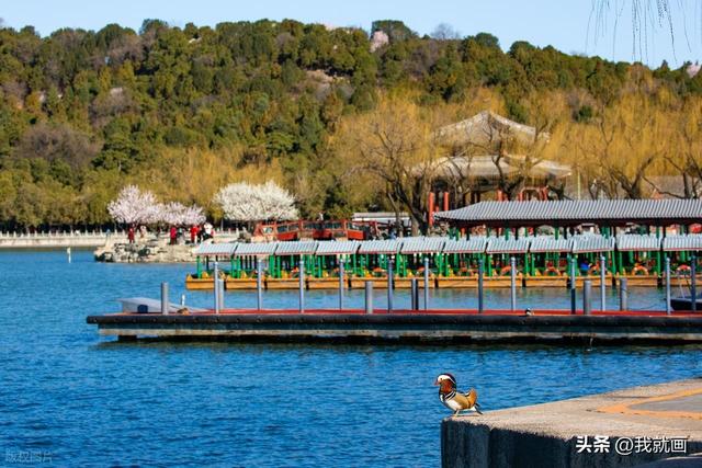 在颐和园春信，赴一场十年的风！