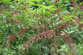 有毒植物马桑，当柴火烧都没有人要，用来醉鱼是一绝，你用过吗？图片
