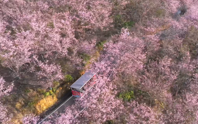 不输武汉樱花！福建赏樱天花板，30万株樱花竞相盛放
