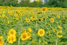 武汉市区最大向日葵花海免费开放 3.3万㎡金色花田绽放迎客图片