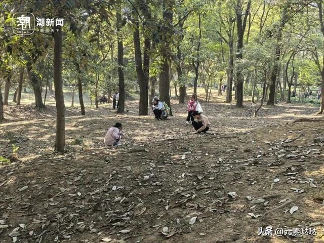 杭州植物园“捡秋”火了，不少人集体“蹲守”，来体验自然的快乐