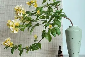 三角梅品种介绍：苏瓦纳图片