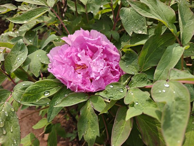 洛阳中国国花园：千亩牡丹盛放 国色倾城醉游人