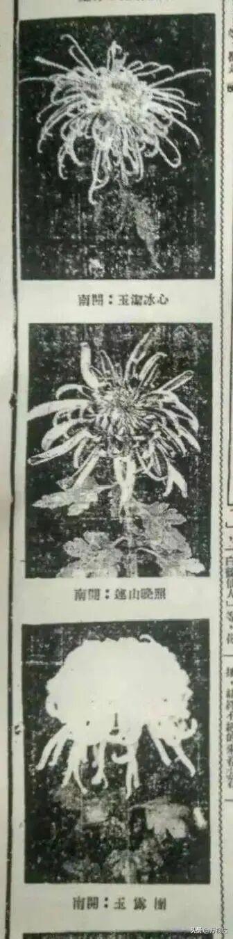 争奇斗艳！天津人别错过这最后一波“顶流花海”