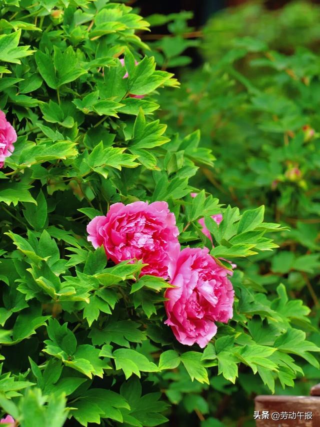 “太庙牡丹游园活动”嗨玩8天！赏花观演、集章打卡、文创市集一站式畅玩