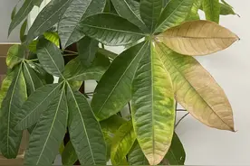 发财树假死复活术：筷子戳洞灌白酒，半月冒绿芽图片