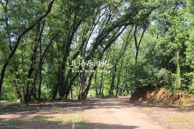 宁波奉化的秋天童话世界，粉黛花海唯美浪漫，周边近10处风景更美