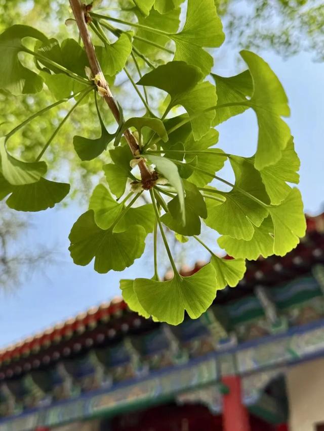 临沂春假旅行指南，请查收