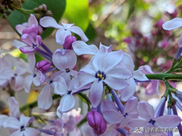 北京公园赏花记