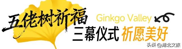 一叶知秋，一梦千年：千年银杏谷"金枝节"邀您入画!