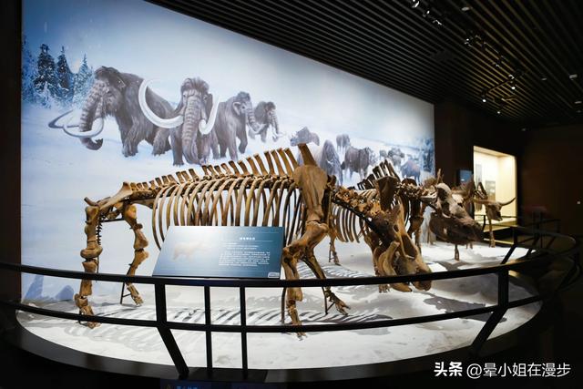 内蒙古远超预期的综合性博物馆，亲子旅行必打卡