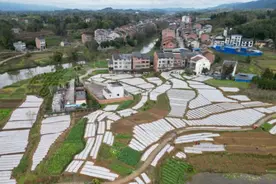 苎麻产业激活乡村振兴“新引擎”图片