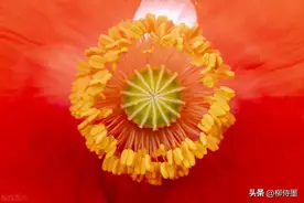 手机微距拍大片，质量提升看得见，方法简单容易学图片