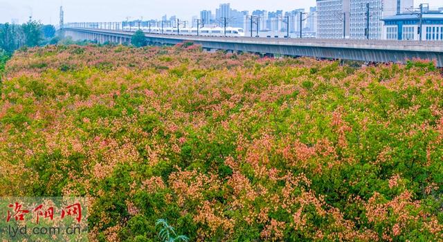 洛城秋韵